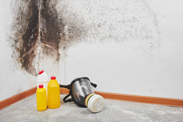 Trusted Howe, TX Mold Removal Experts