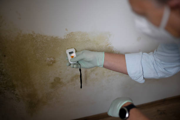 Home Mold Removal in Howe, TX